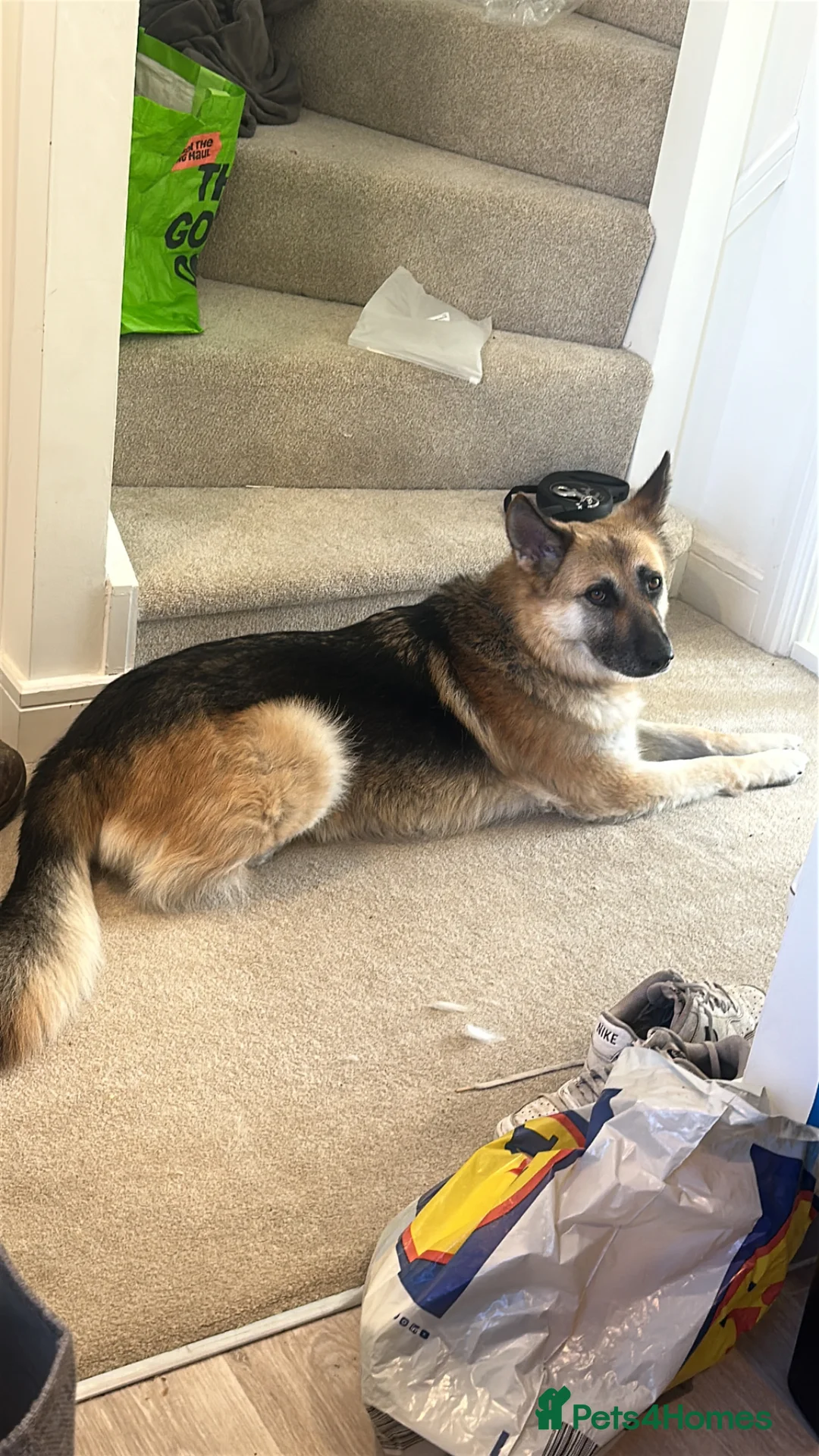 German Shepherd dogs for sale: Luna  in Crewe - Advert 4