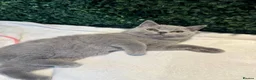 British Shorthair cats for sale: 💐British Shorthair Kittens (Blue)💐 - Advert 21