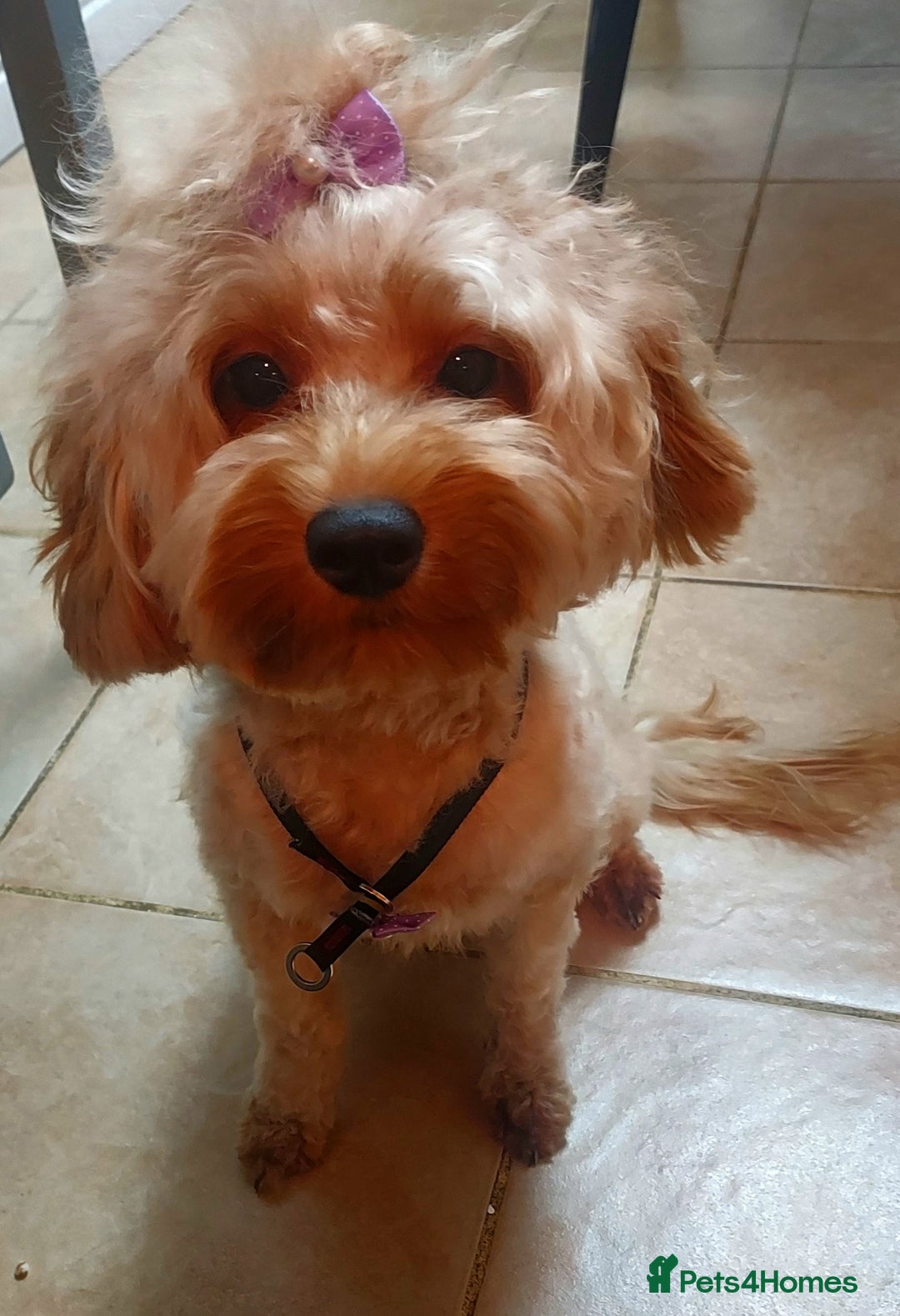Cavapoo dogs for sale: TOY CAVAPOO GIRL 12 MONTHS  - Advert 6