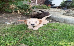 Cockapoo dogs for sale: Cockapoo puppies  - Image 6
