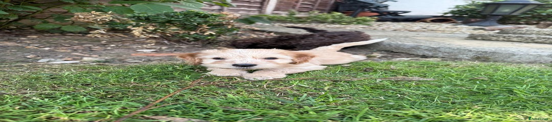 Cockapoo Puppy 2