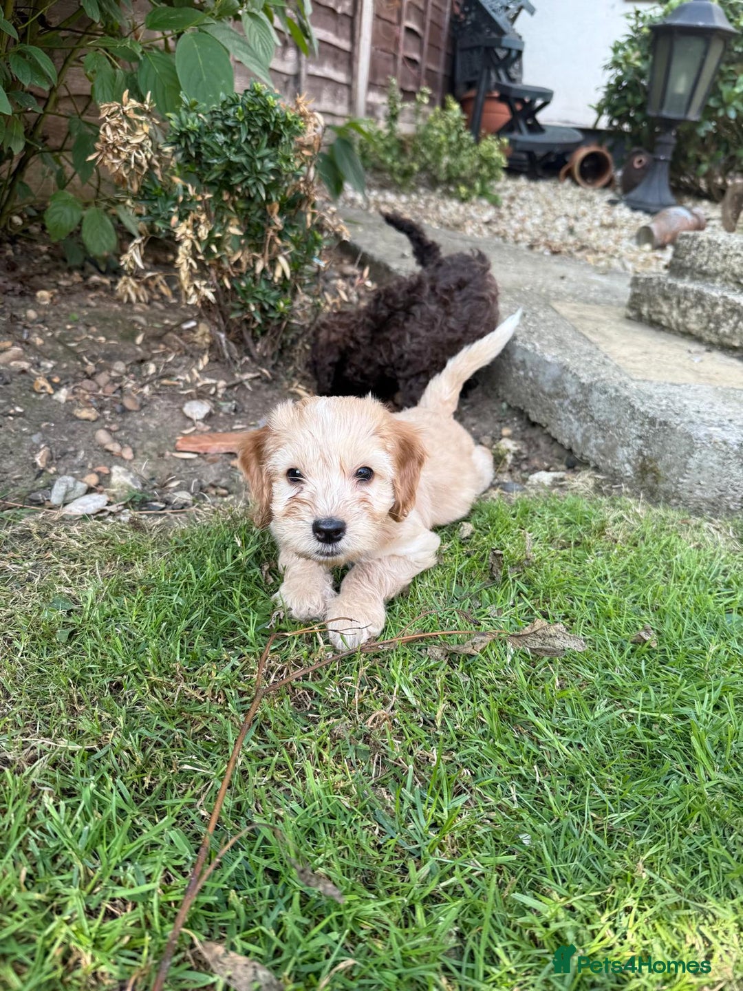 Cockapoo dogs for sale: Cockapoo puppies  - Image 6
