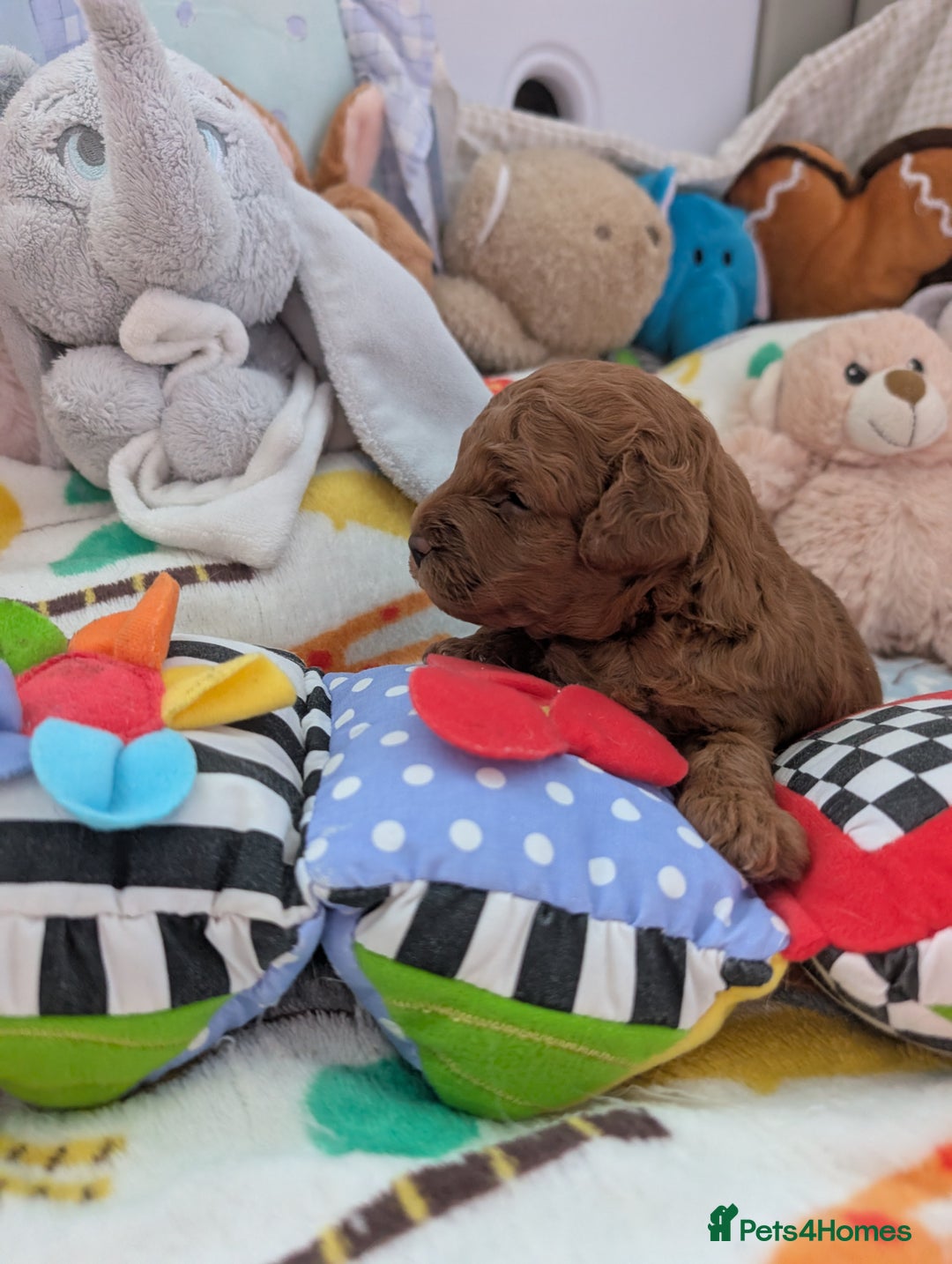 Cavapoo dogs for sale: F1B Deep Fox Red High Quality DNA Clear Puppy  - Image 3