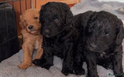Australian Labradoodle dogs for sale: Reduced-Multigen Aussie Labradoodles curly/nonshed - Image 16