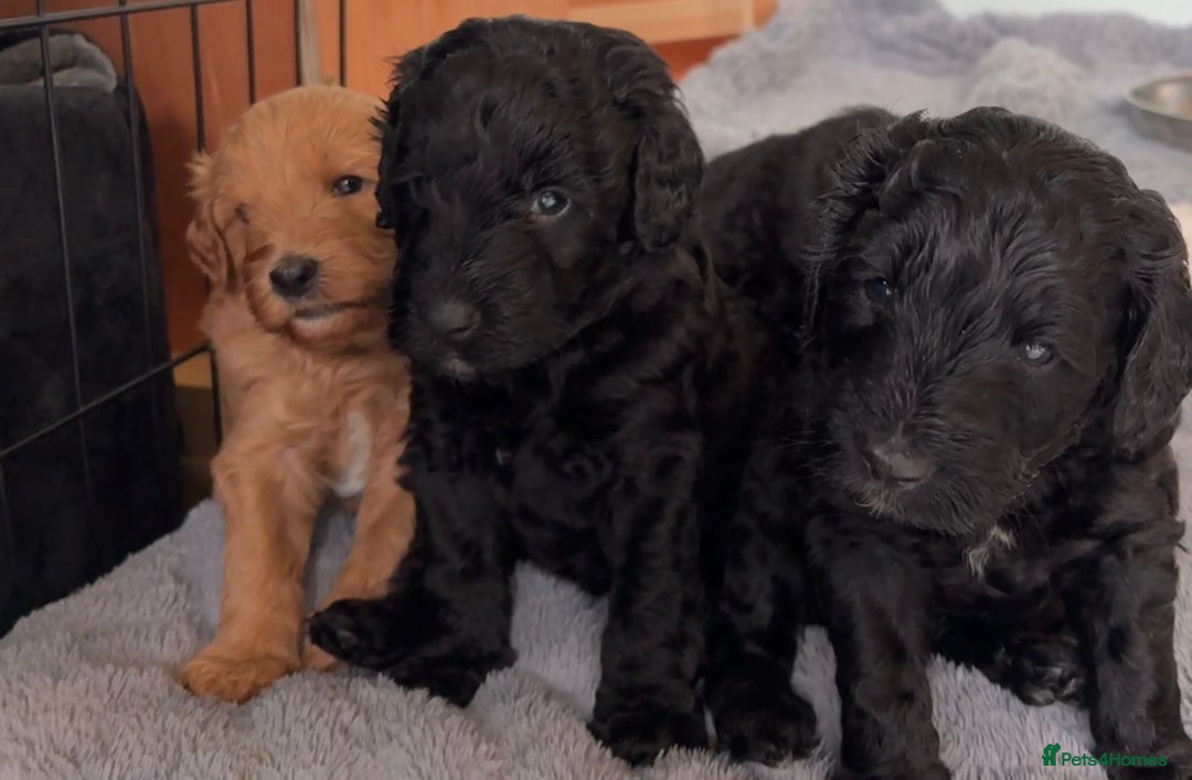 Australian Labradoodle dogs for sale: Reduced-Multigen Aussie Labradoodles curly/nonshed - Image 16