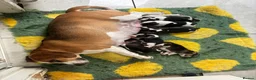 Beagle dogs for sale: Stunning Beagle puppies  - Advert 2