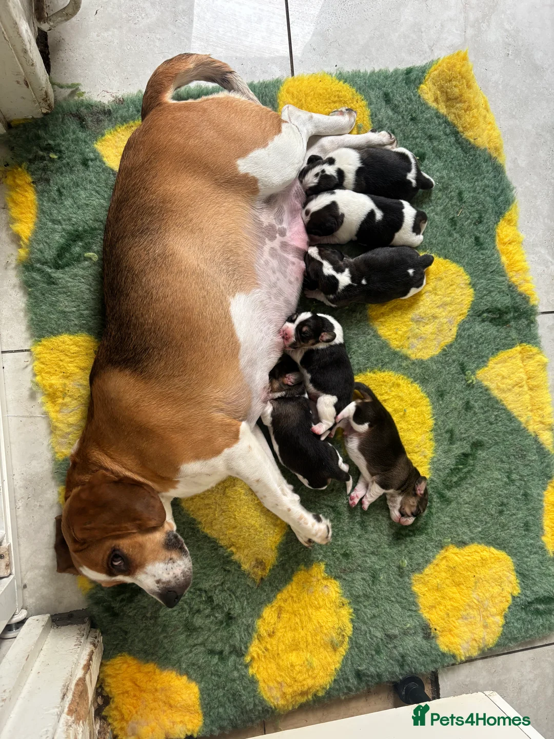 Beagle dogs for sale: Stunning Beagle puppies  - Advert 2