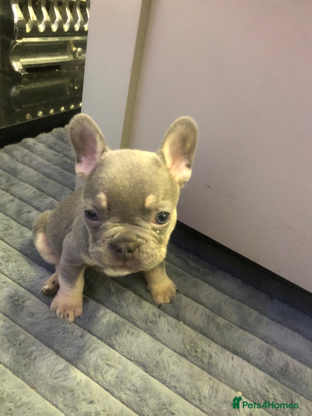 French Bulldog dogs for sale: Blue & tan French bulldogs  - Advert 2