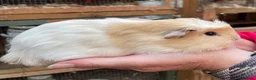Guinea Pig rodents for sale: Baby Girl/Sows Guinea Pigs - Advert 2