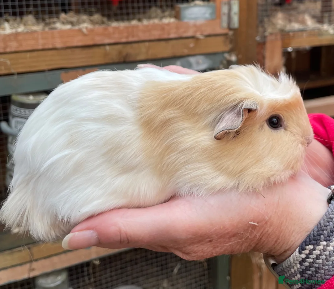 Guinea Pig rodents for sale: Baby Girl/Sows Guinea Pigs - Advert 2
