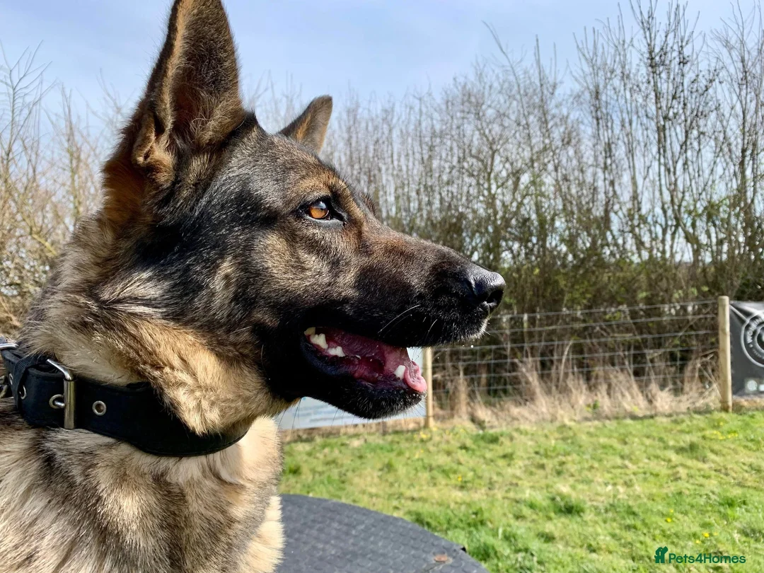 German Shepherd dogs for sale: Czech pedigree puppies from health tested parents in Hinckley - Advert 2