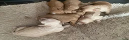 Cavapoo dogs for sale: Cavapoo pups  - Advert 2