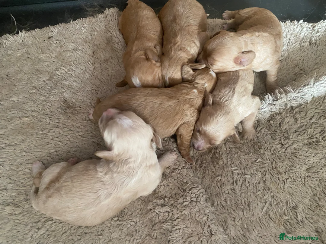 Cavapoo dogs for sale: Cavapoo pups  - Advert 2