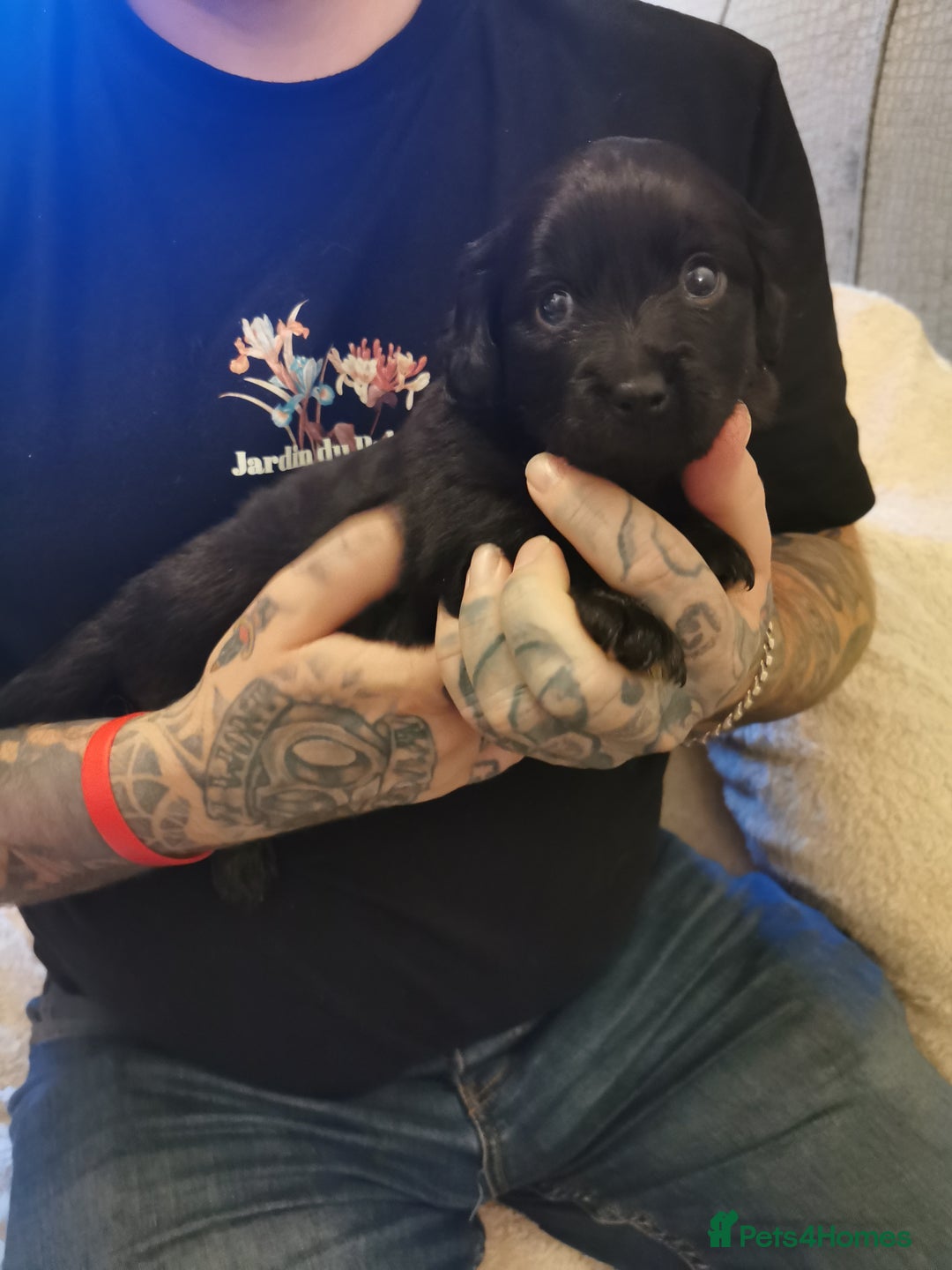 Mixed Breed dogs for sale: Little bundles of schweenie love!  - Image 2