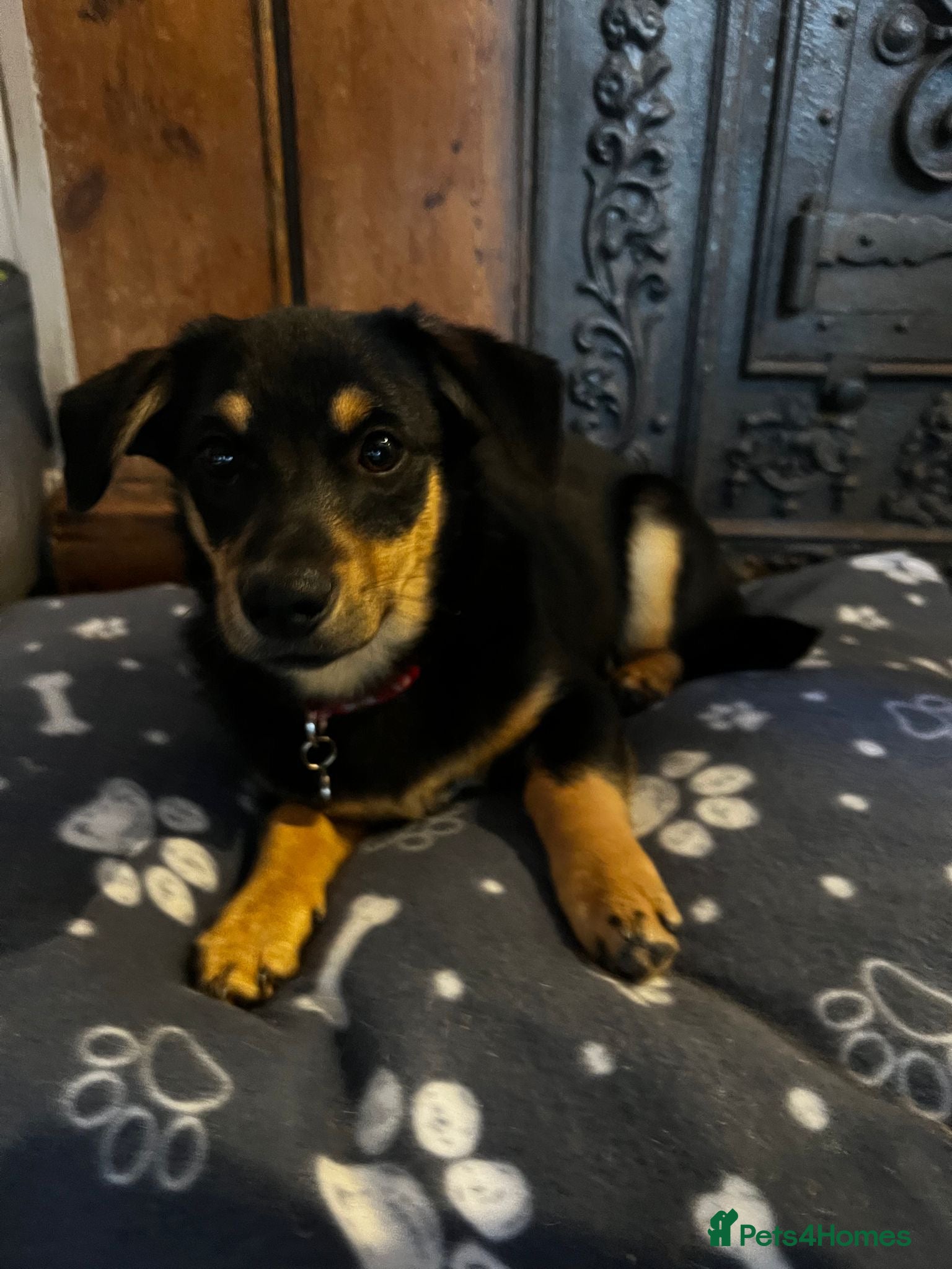 Mixed Breed dogs Jackson  - Advert 8