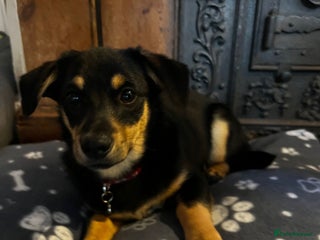 Mixed Breed dogs Jackson - Advert 7