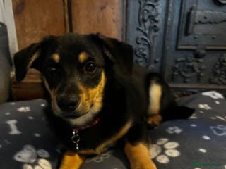 Mixed Breed dogs Jackson - Advert 7