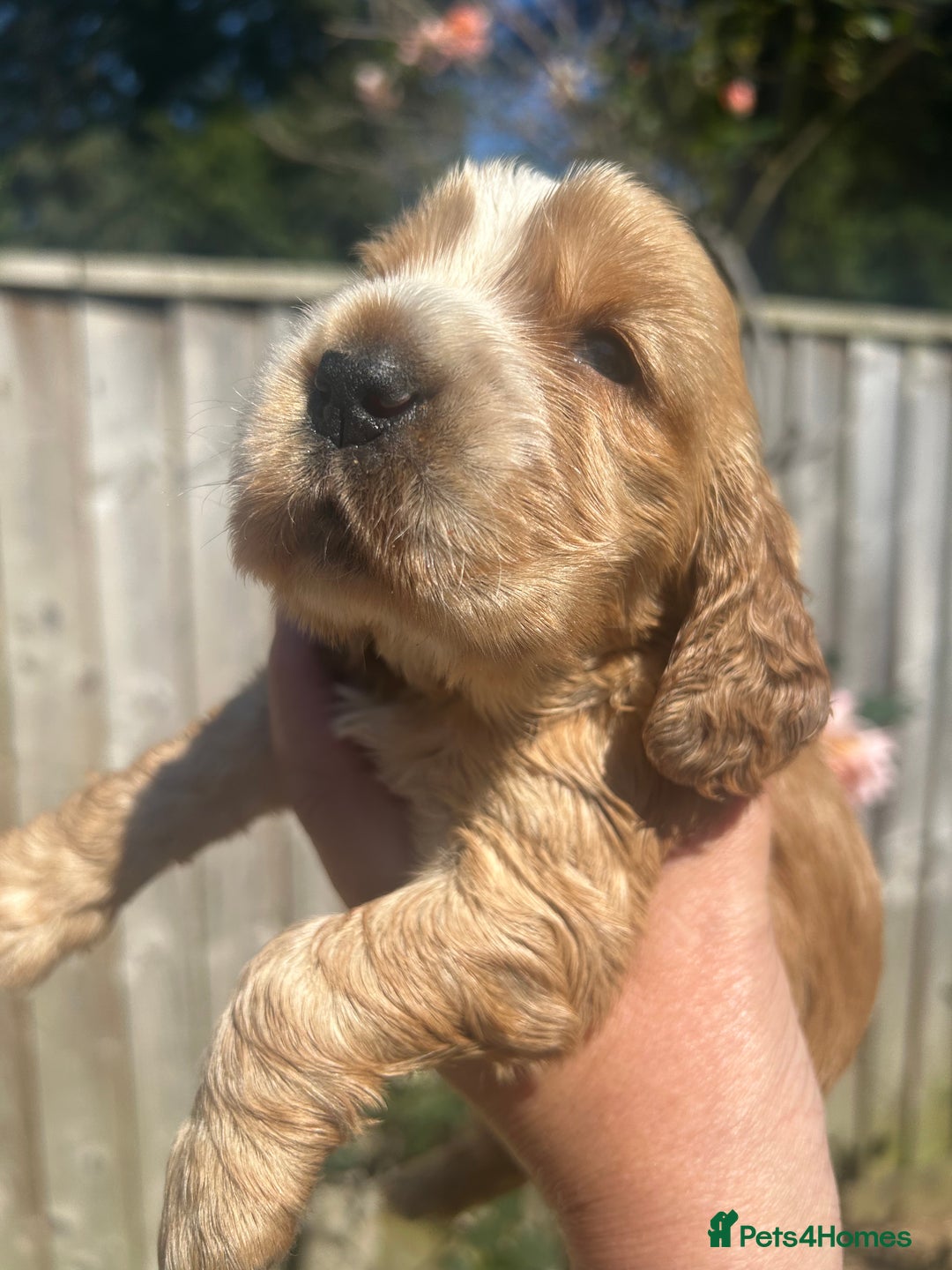 Cocker Spaniel dogs for sale: Show type cocker  spaniel “ Villaspaniol  ” kC reg - Image 16