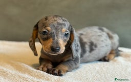 Miniature Dachshund dogs for sale: KC Reg Miniature Dachshund Puppies  - Image 8