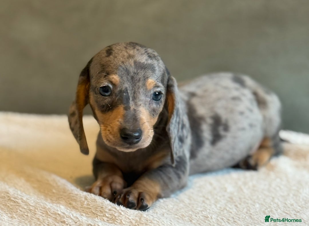 Miniature Dachshund dogs for sale: KC Reg Miniature Dachshund Puppies  - Image 8