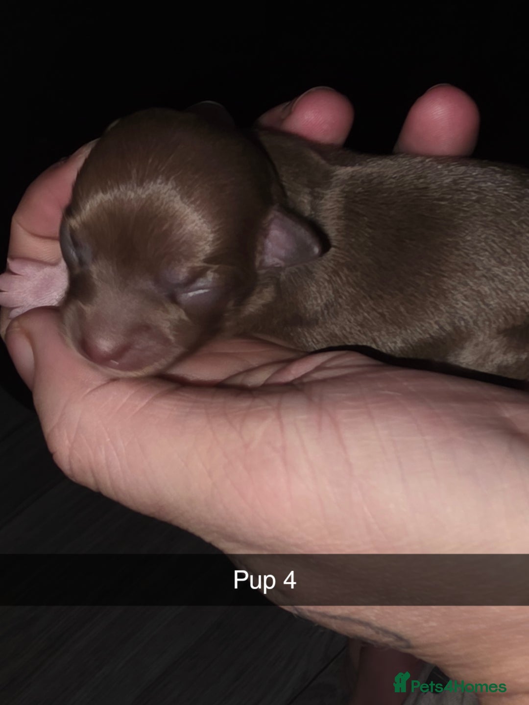 Chihuahua dogs for sale: 4 chihuahua girls - Advert 18