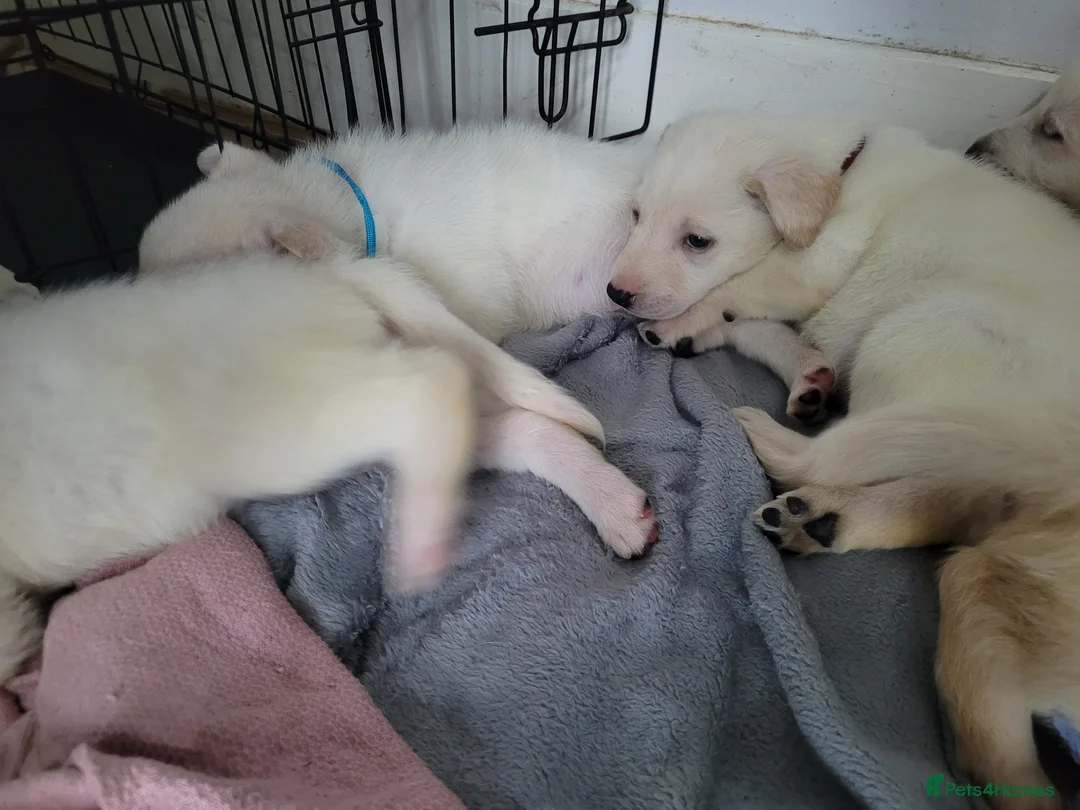 Mixed Breed dogs for sale: Golden shepherd - Advert 3