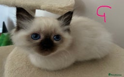 Ragdoll cats for sale: Pure Ragdoll Kittens *Ready for their new home* - Image 13