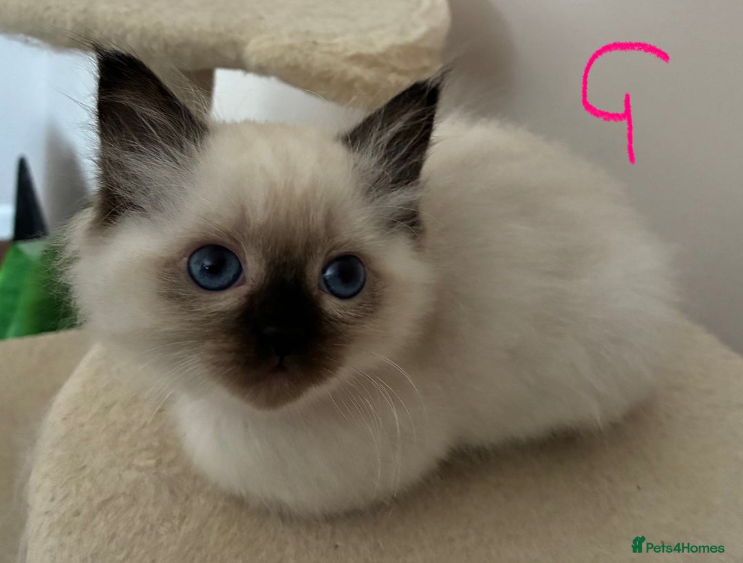 Ragdoll cats for sale: Pure Ragdoll Kittens *Ready for their new home* - Image 13