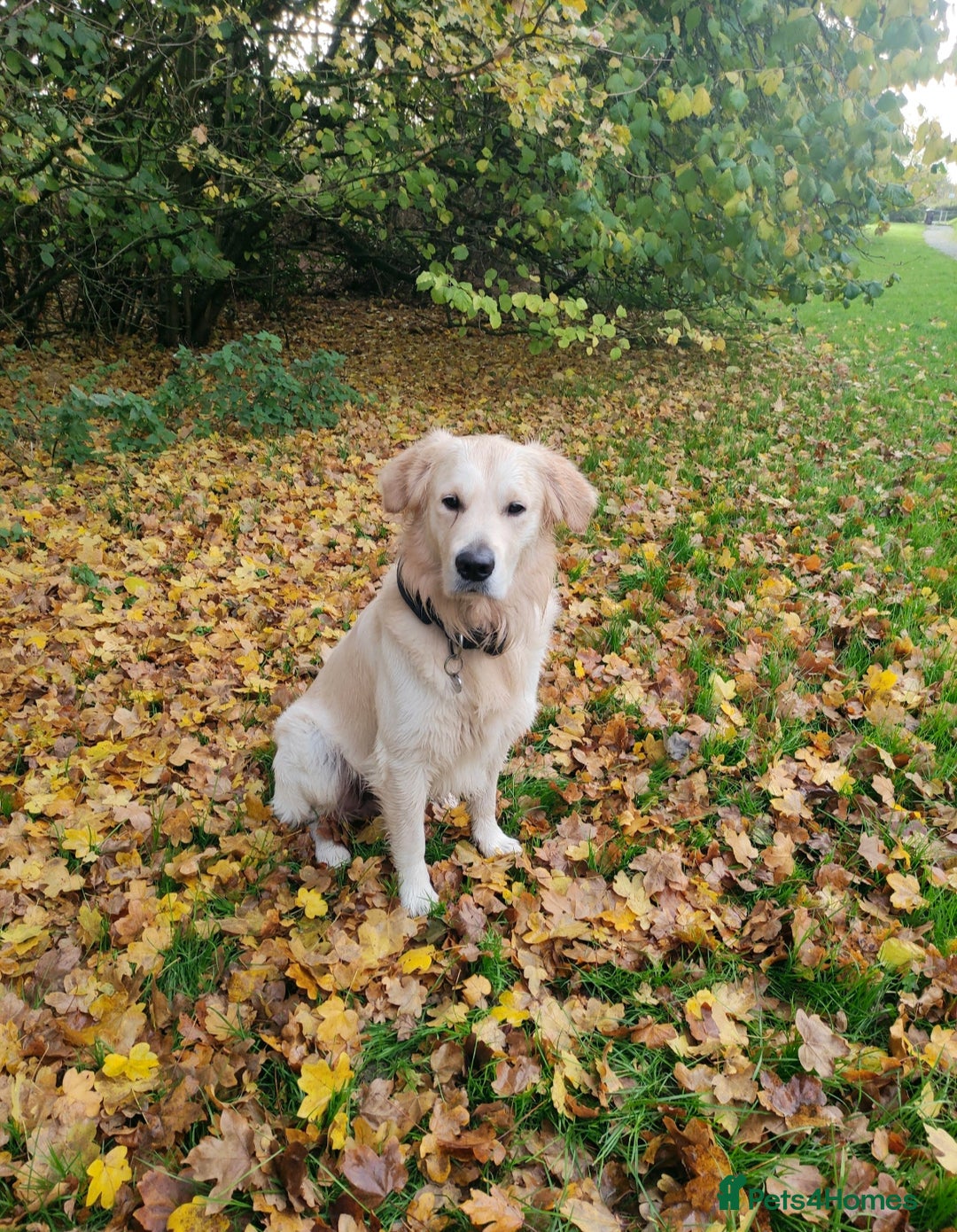 Golden Retriever dogs for stud: Gorgeous golden retriever  - Image 6