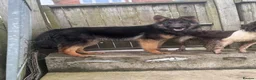 German Shepherd dogs for sale: German Shepard dog 8 months old in Halifax - Advert 1