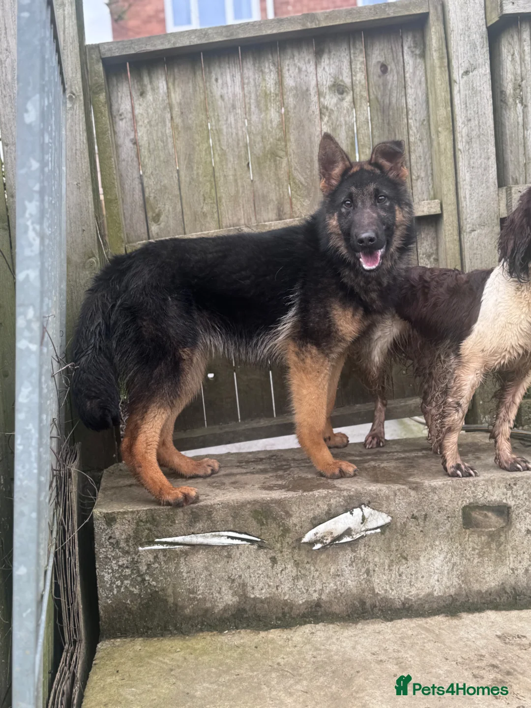 German Shepherd dogs for sale: German Shepard dog 8 months old in Halifax - Advert 1