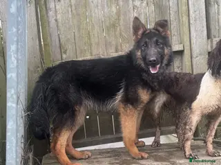 German Shepherd dogs German Shepard dog 8 months old - Advert 1