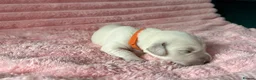Golden Retriever dogs for sale: Gorgeous Golden Retriever Puppies For Sale - Advert 14