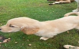 Golden Retriever dogs for sale: Golden Retriever Puppies – Family Raised - Image 17