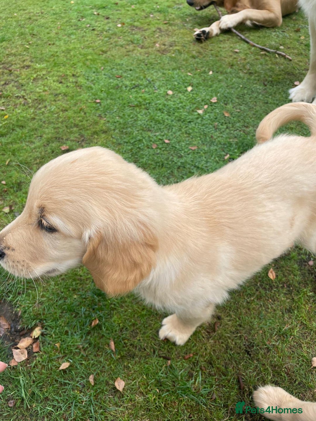 Golden Retriever dogs for sale: Golden Retriever Puppies – Family Raised - Image 17