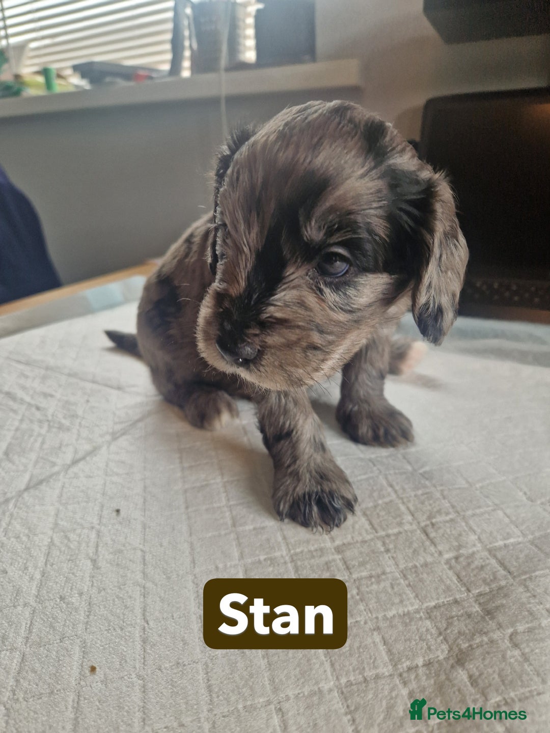 Labradoodle dogs for sale: Chocolate Merle Labradoodle+Australian Labradoodle - Image 6