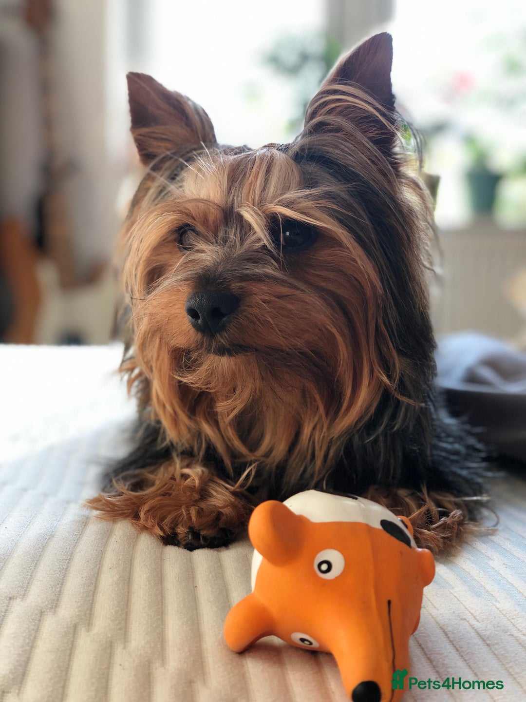 Yorkshire Terrier dogs for stud: Jeff the Yorkie looking for love (stud) - Advert 7