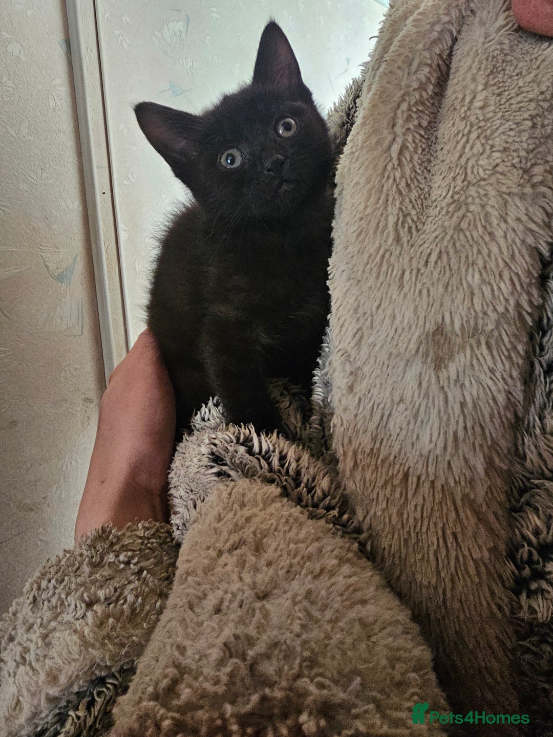 Mixed Breed cats for sale: 4 black kittens  - Advert 1