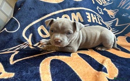 American Bully dogs for sale: American pocket bully  - Image 5