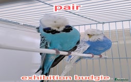 Budgerigars birds for sale: Budgies  and Cockatiel for sale  - Image 1