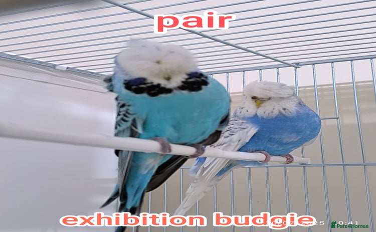 Budgerigars birds - Advert 4