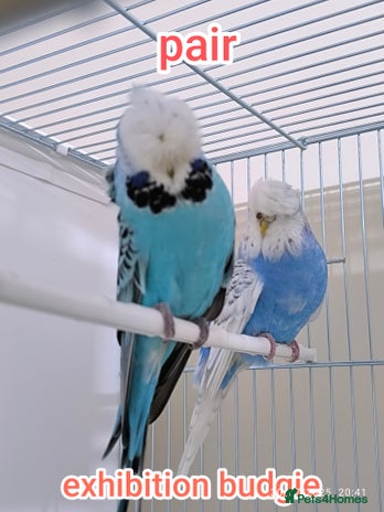 Budgerigars birds - Advert 12