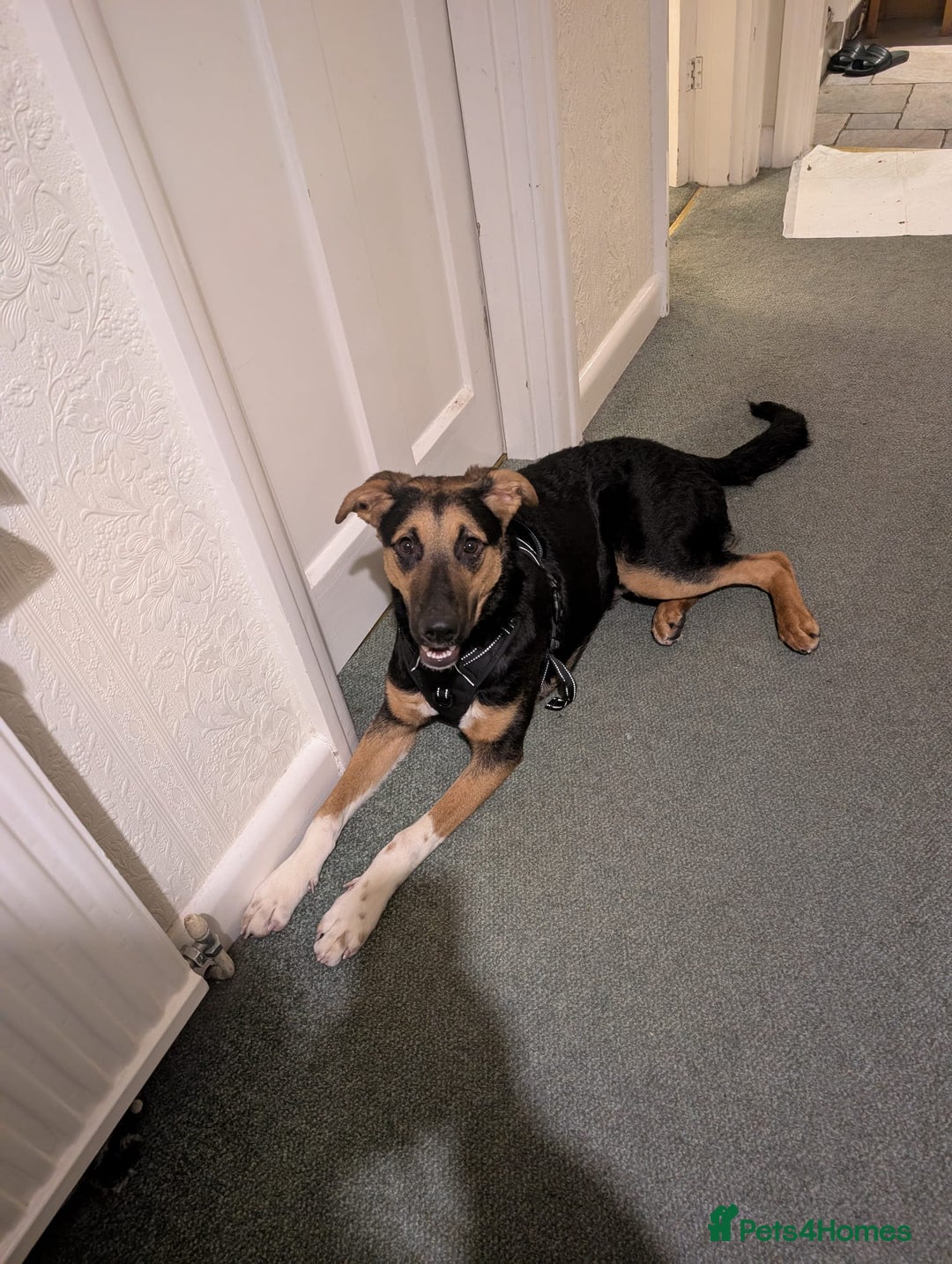 Mixed Breed dogs for adoption: 💙🐶 BRUNO -The Big, Loving Pup: FOSTER or ADOPT - Advert 16