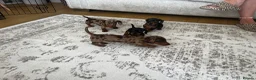 Miniature Dachshund dogs for sale: Miniature smooth haired Dachshund  in Tredegar - Advert 16