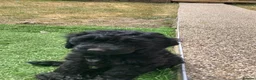 Cockapoo dogs for sale: F1 Cockapoos - Advert 14