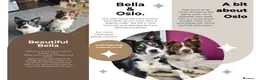 Border Collie dogs for sale: Border collie pups for sale in Barnsley - Advert 7