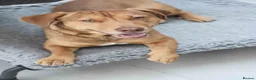 Mixed Breed dogs for adoption: Short Oso - Advert 31