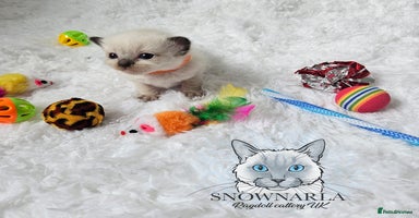 Ragdoll cats - Advert 12