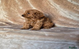 Cavapoo dogs for sale: Gorgeous Fox Red Cavapoo health tested parents  - Image 24