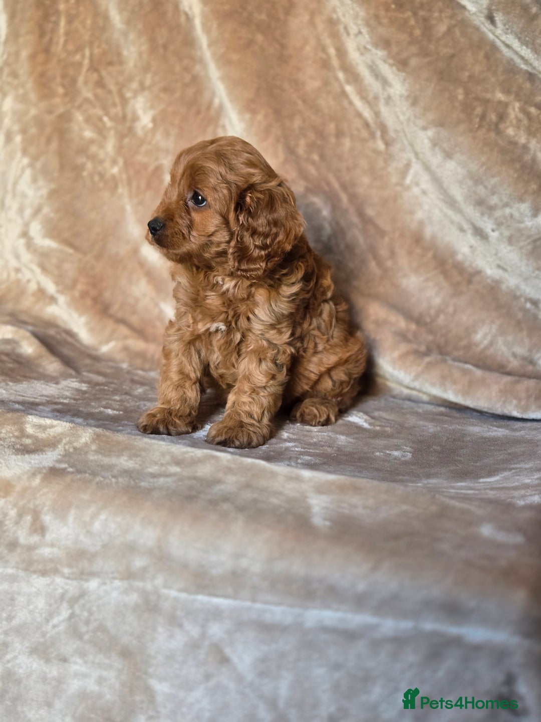 Cavapoo dogs for sale: Gorgeous Fox Red Cavapoo health tested parents  - Image 24